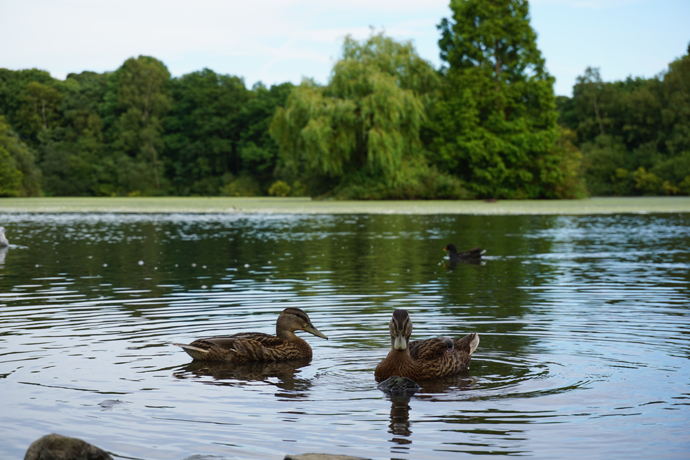Golden Acre Park
