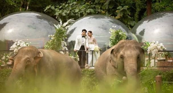 Anantara Golden Triangle Elephant Camp & Resort photo 4