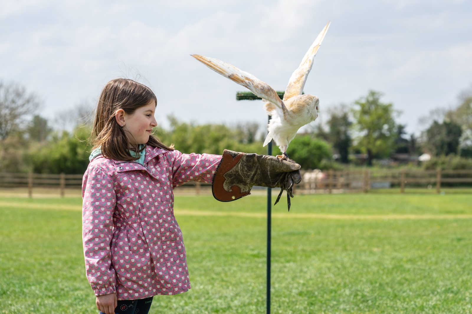 Falconry for stag & hen weekends in the UK