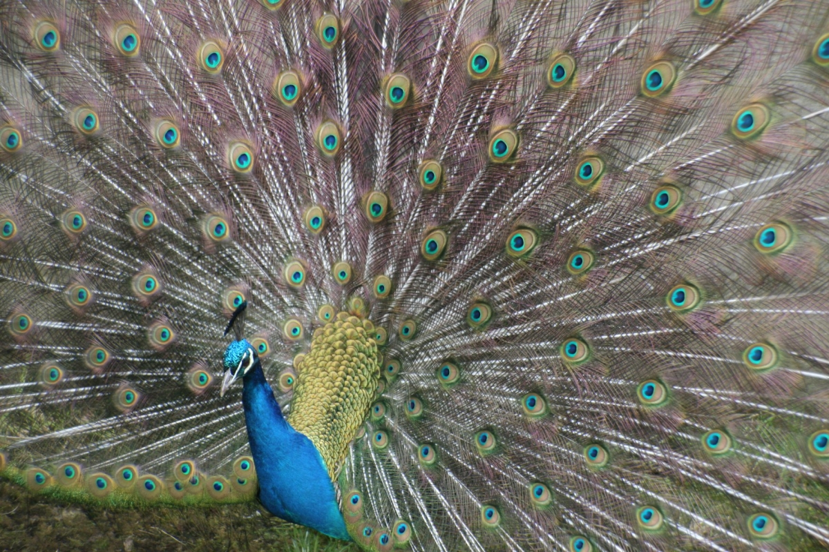 Wells House & Gardens 