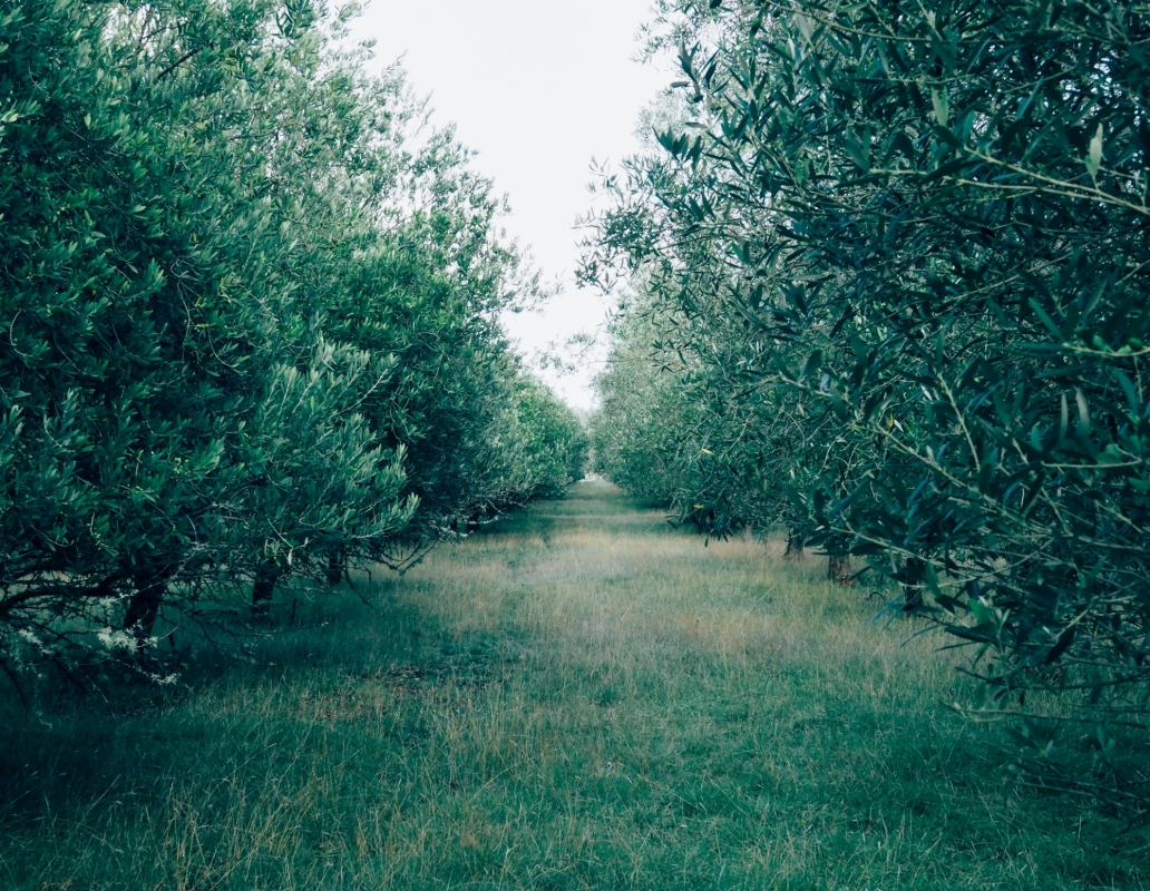 The Olive Grove 
