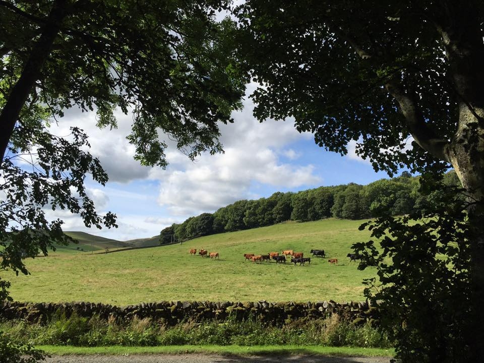 The Mill @ Lewinshope