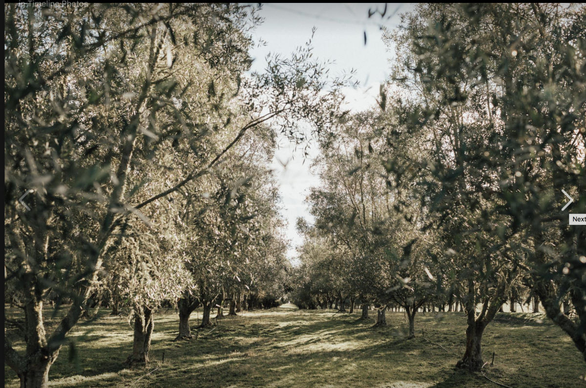 Streamblock Vineyard