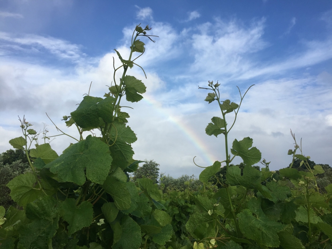 Streamblock Vineyard