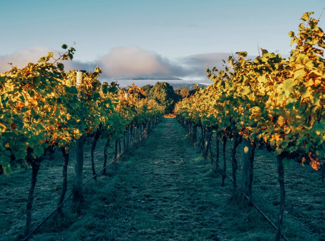 Streamblock Vineyard