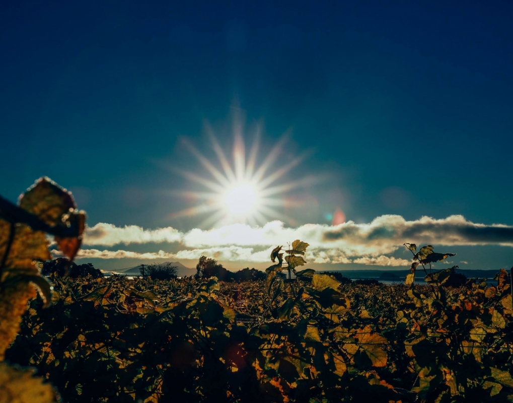 Streamblock Vineyard