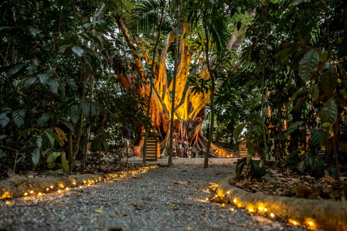 The Rainforest Grotto