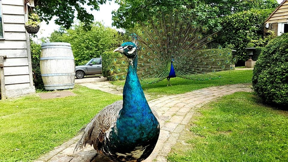 Fair Oak Farm - Your Country Estate