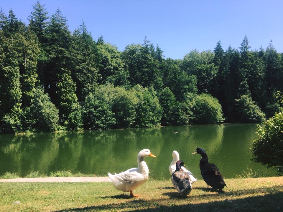 Canada Lodge And Lake 