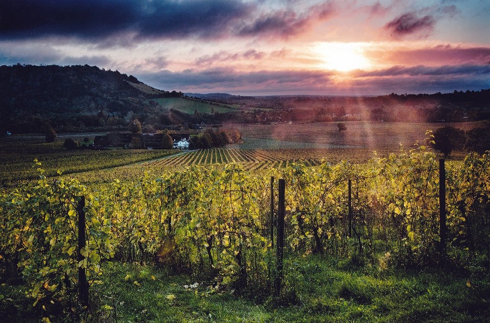 Denbies Wine Estate Limited