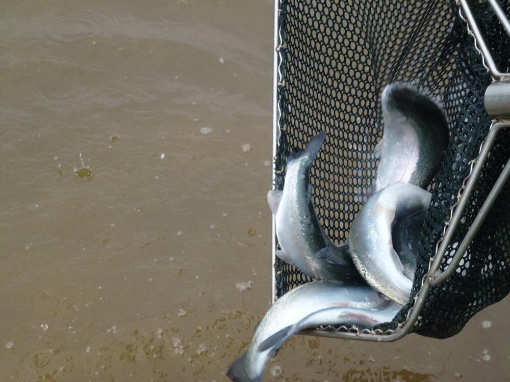 Thornton Lodge Country Sports