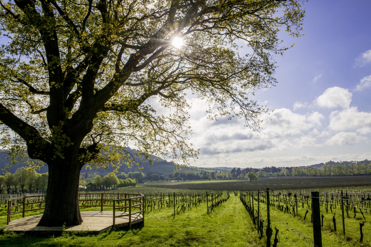 Denbies Wine Estate Limited