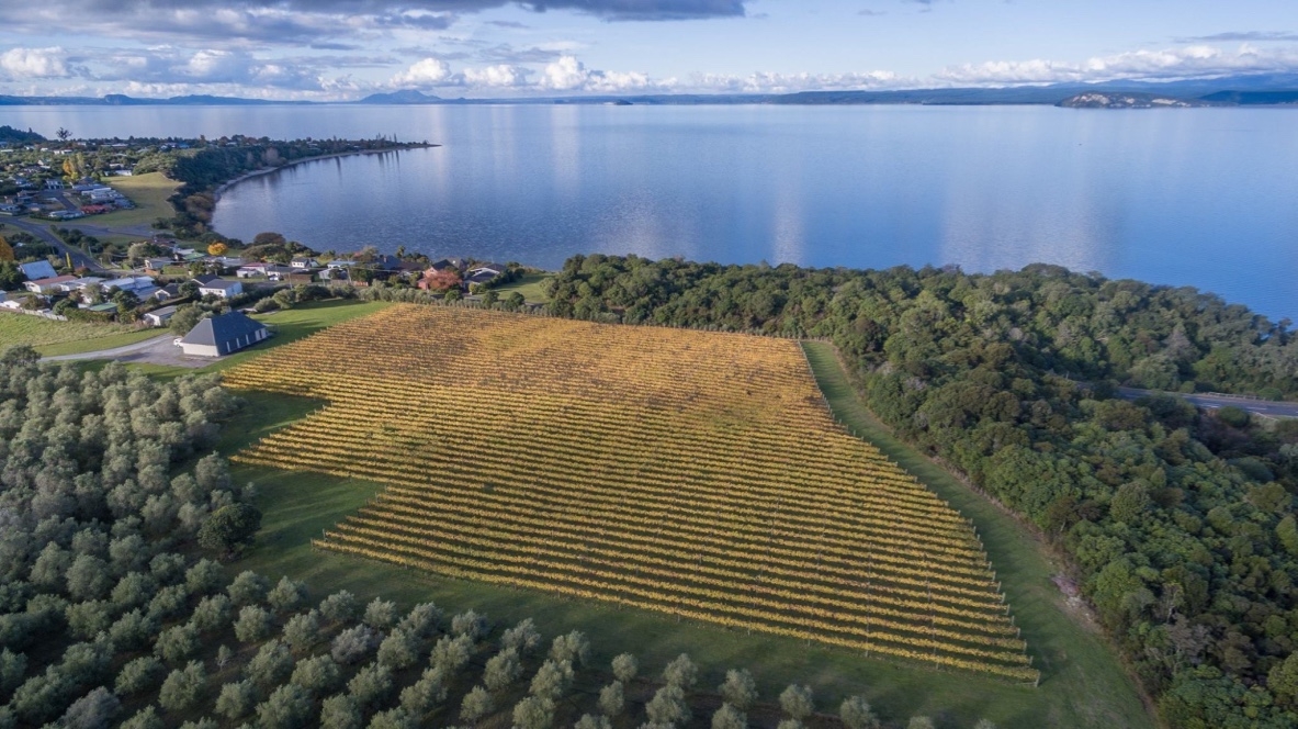 Streamblock Vineyard