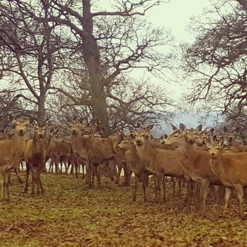 The Sculpture Gallery, Woburn Abbey  