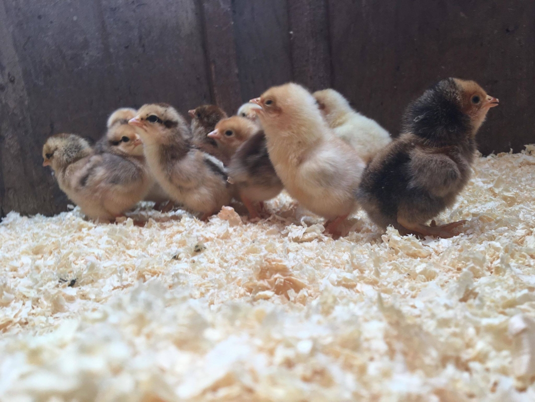 Wringworthy Cottages