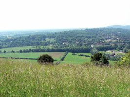 Wikimedia Commons photo for The Surrey