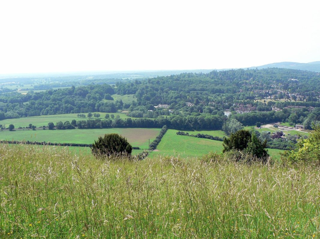 The Surrey