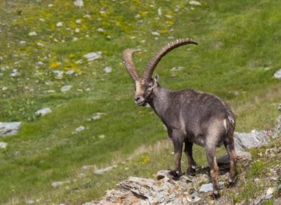 Rifugio Melezè