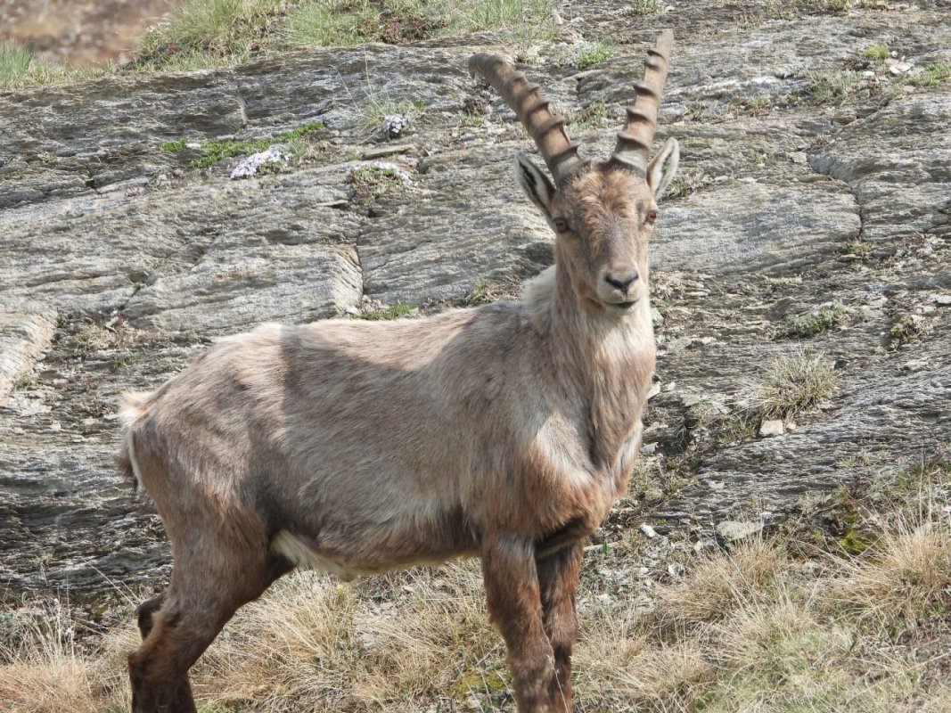 Rifugio Luigi Vaccarone