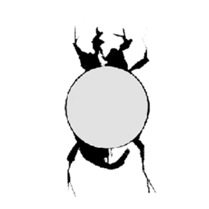 Espace Théâtral Scarabaeus