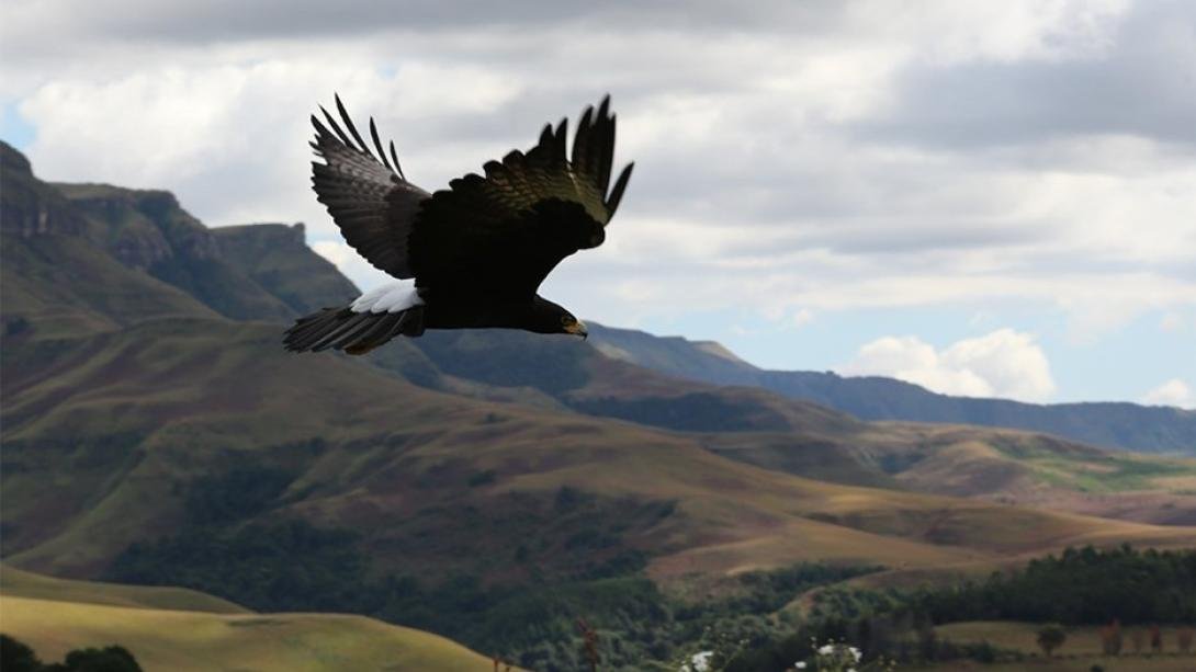 Eagle Falls Country Lodge