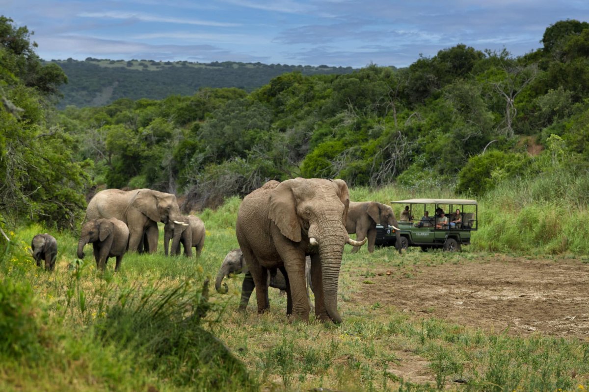Shamwari Private Game Reserve