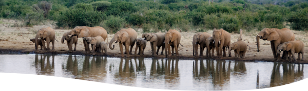 Mongena Private Game Lodge