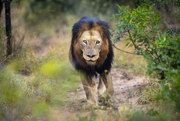 Kapama Private Game Reserve