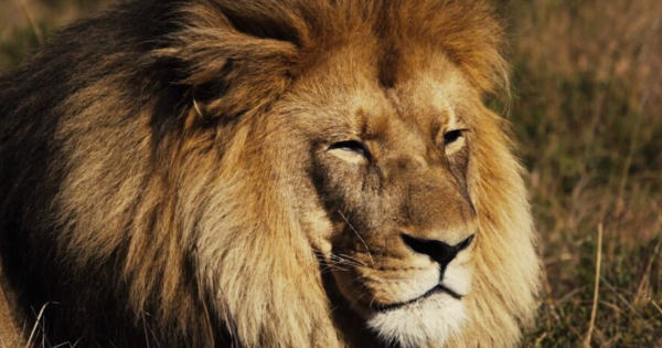 Kwantu Private Game Reserve