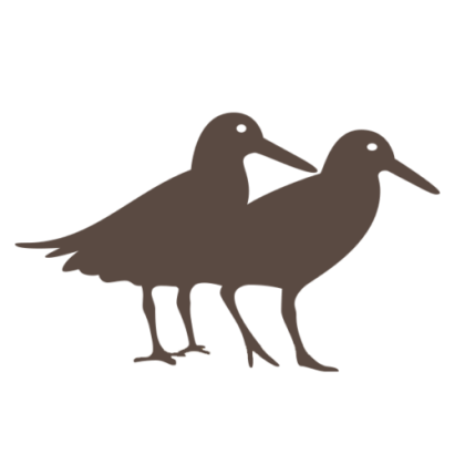 Black Oystercatcher