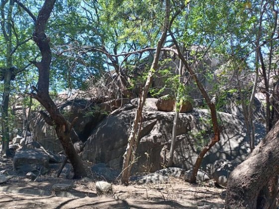 Dassie Paleis