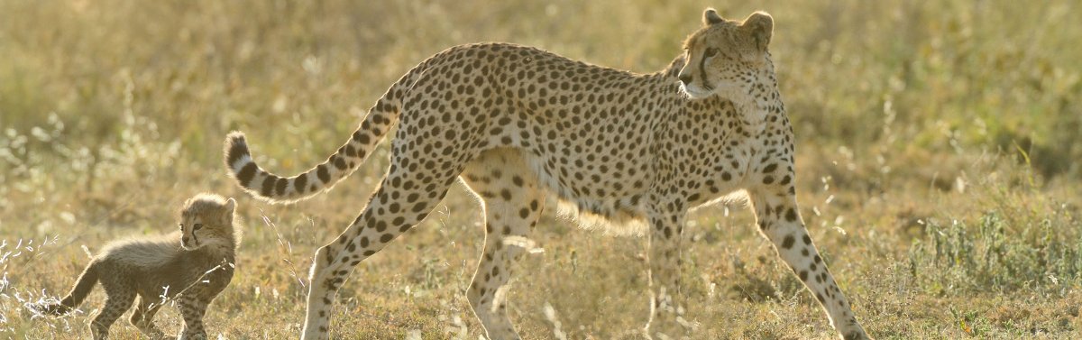 Ndutu Safari Lodge