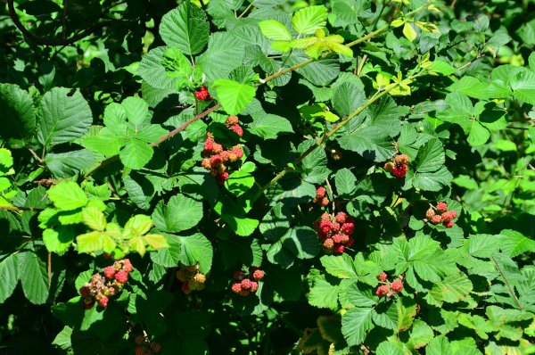 Blackberry Mountain