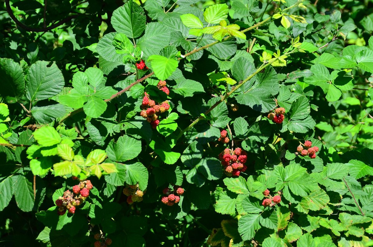 Blackberry Mountain