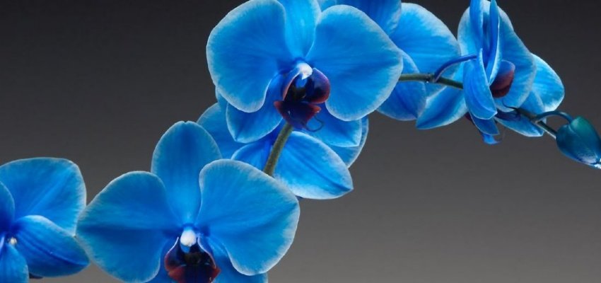 Banjong Orchids