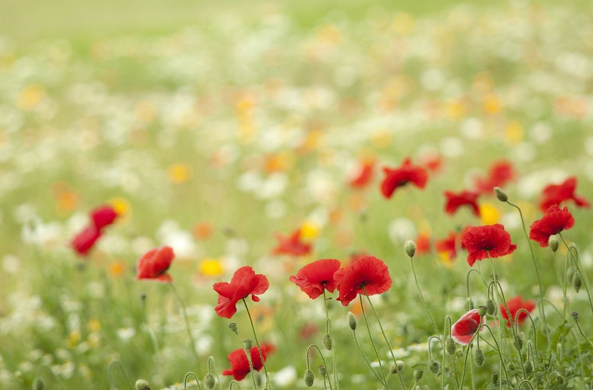 Irene's Flowers