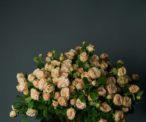 Alaska Wholesale Flower Market