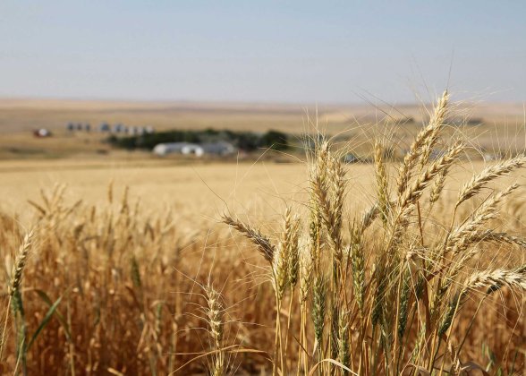 Great Harvest Bread Company