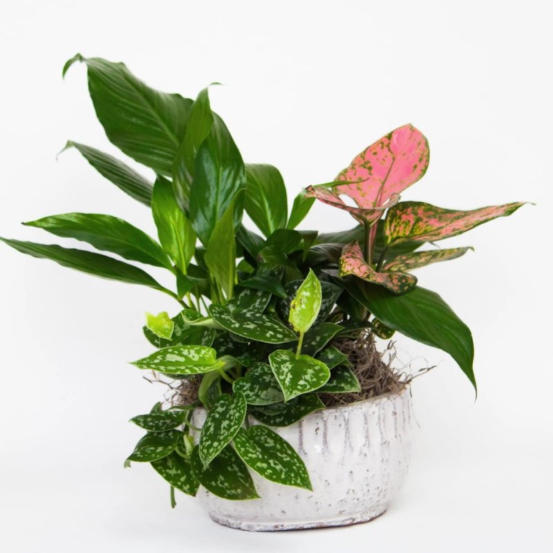 Photo from supplier website