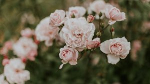 Photo from supplier website