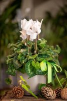 Photo from supplier website