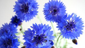 Photo from supplier website