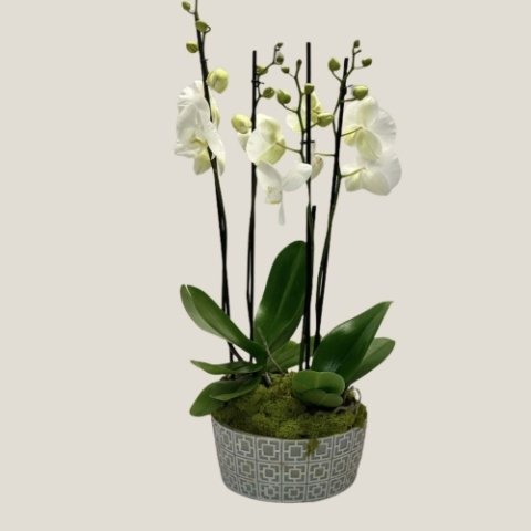 Photo from supplier website