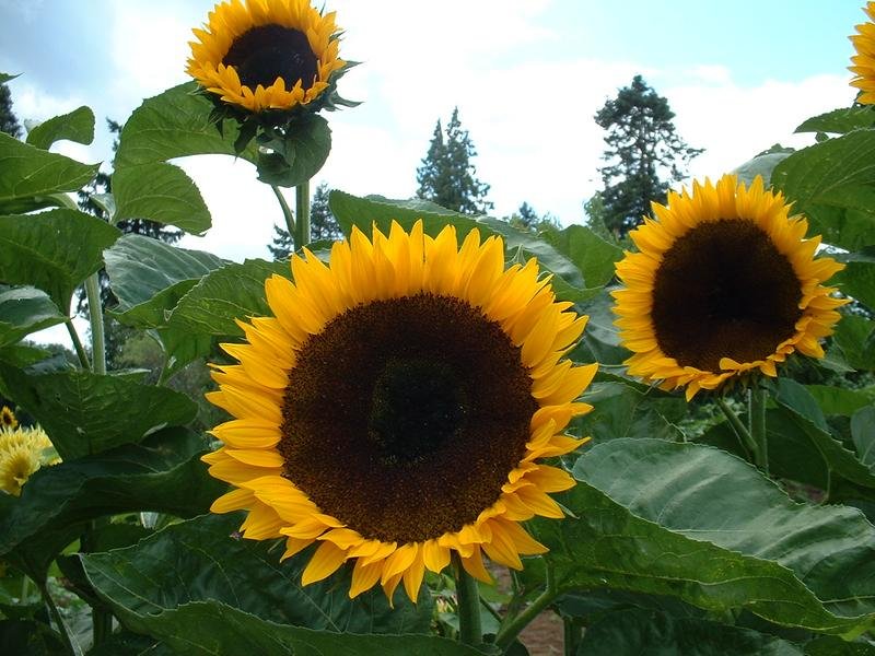 Queen Bee Funeral Flowers