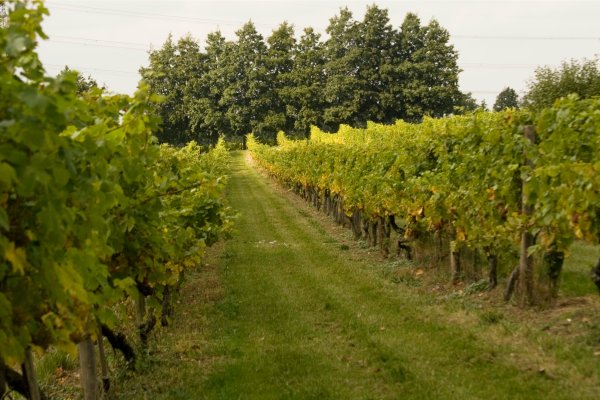 Chilford Hall Vineyard