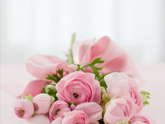 Roses247