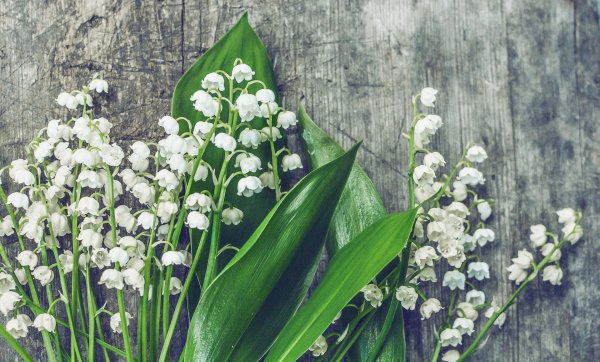 Wild Grace Flowers