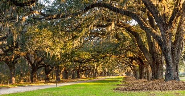 Boone Hall Plantation