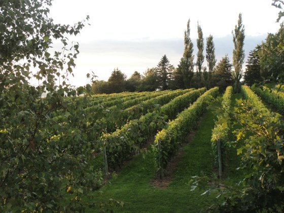 Olde Lantern Inn and Vineyard