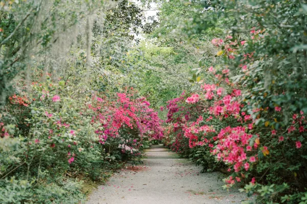 Magnolia Plantation